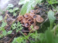 Sclerotinia