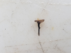 Sclerotinia