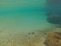 Abudefduf declivifrons