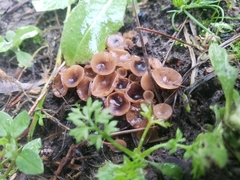 Sclerotinia