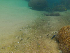 Abudefduf declivifrons