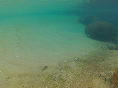 Abudefduf declivifrons