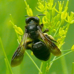 Andrena pilipes