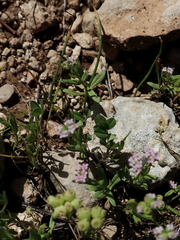 Valerianella vesicaria