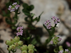 Valerianella vesicaria