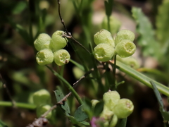 Valerianella vesicaria