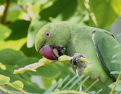 Psittacula krameri