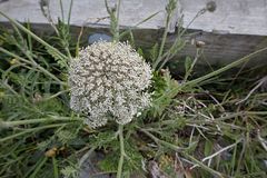 Daucus carota gummifer