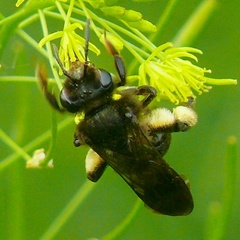 Andrena pilipes