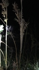 Bradypodion kentanicum