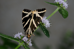 Euplagia quadripunctaria
