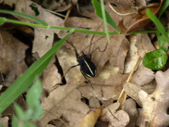 Zachaeus crista