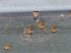 Apterona helicoidella