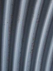 Apterona helicoidella