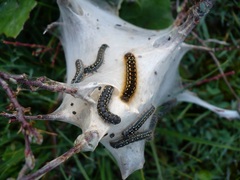 Eriogaster arbusculae