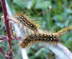Eriogaster arbusculae