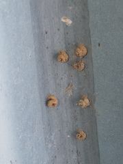 Apterona helicoidella