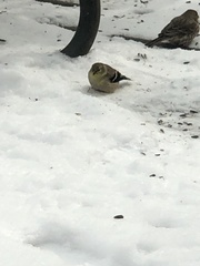 Spinus tristis
