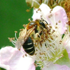Andrena dorsata