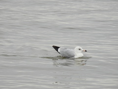Larus delawarensis