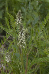 Astragalus uliginosus