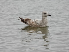 Larus argentatus