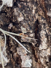 Ophiocordyceps camponoti-floridani