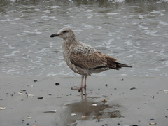 Larus argentatus
