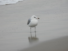 Larus delawarensis