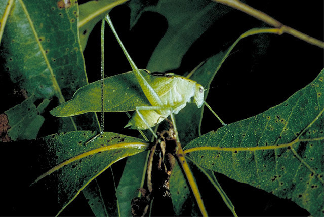Common Virtuoso Katydid (Amblycorypha longinicta)