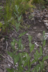 Artemisia integrifolia