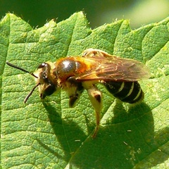 Andrena dorsata