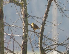 Emberiza citrinella