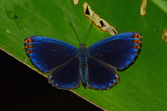 Metacharis regalis