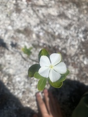 Catharanthus roseus image