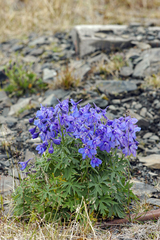 Delphinium middendorffii