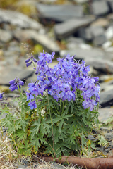 Delphinium middendorffii