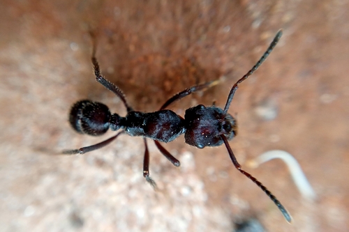 Ectatomma brunneum