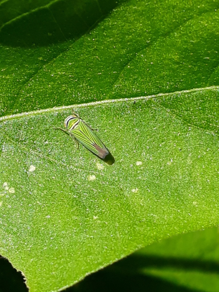 tylozygus-from-st-joseph-trinidad-and-tobago-on-february-14-2021-at