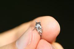 Microcentrus perditus