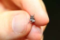 Microcentrus perditus