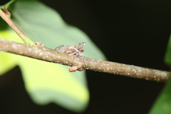 Microcentrus perditus