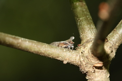 Microcentrus perditus