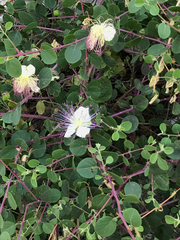 Capparis zoharyi