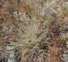 Elymus multisetus