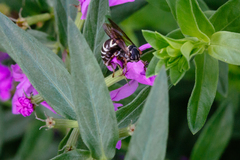Triepeolus pectoralis