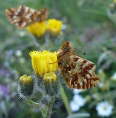 Boloria pales