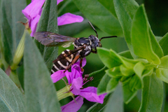 Triepeolus pectoralis