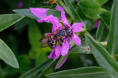 Triepeolus pectoralis