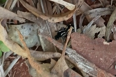 Traumatomutilla parallela